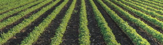 Campo abierto