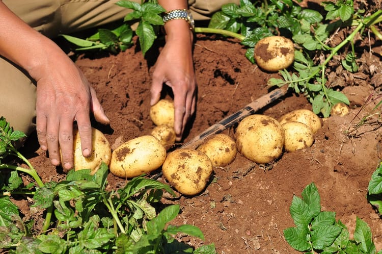 China Inner Mongolia Potato field 24