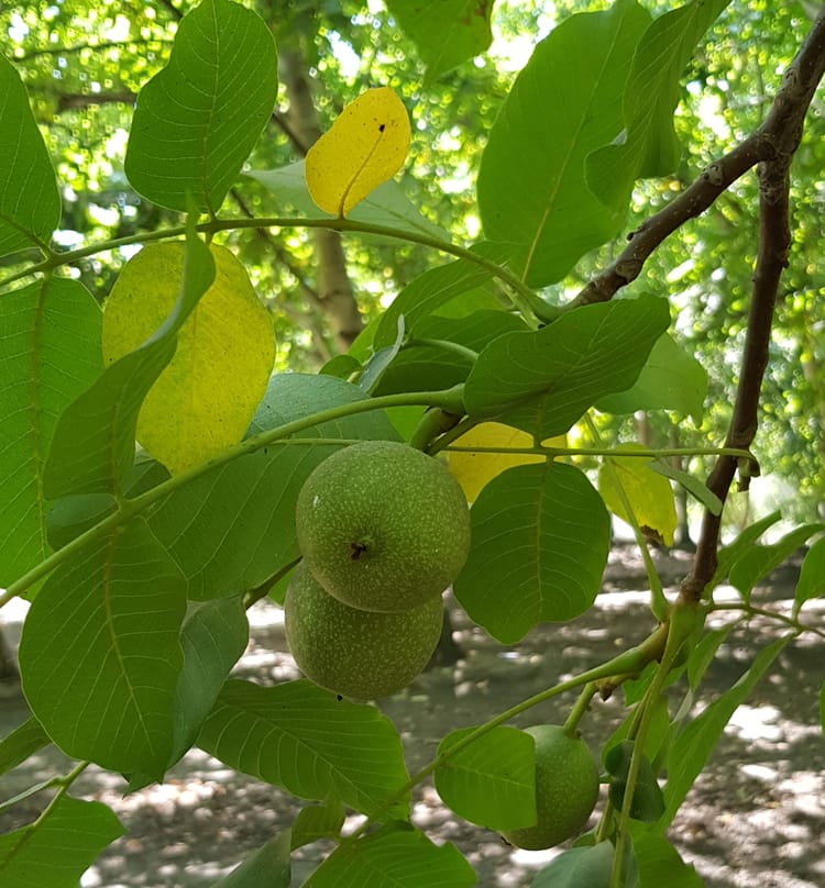 Walnut in USA