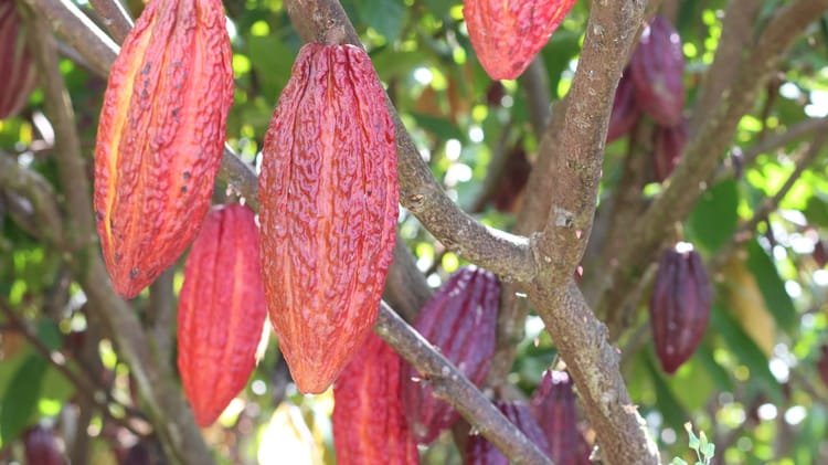 Cocoa_Bahia_Brazil 19